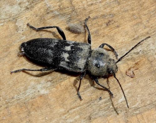 Réf. 240 173 : Hylotrupes bajulus